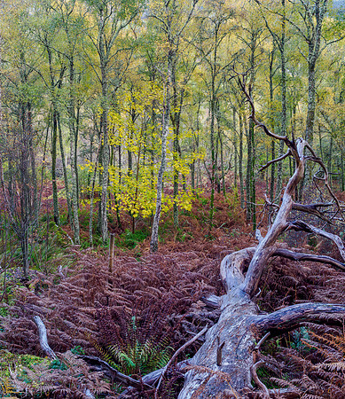 Craigmonie Wood