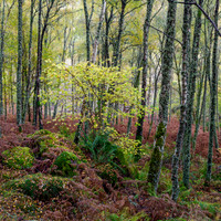 Craigmonie Wood