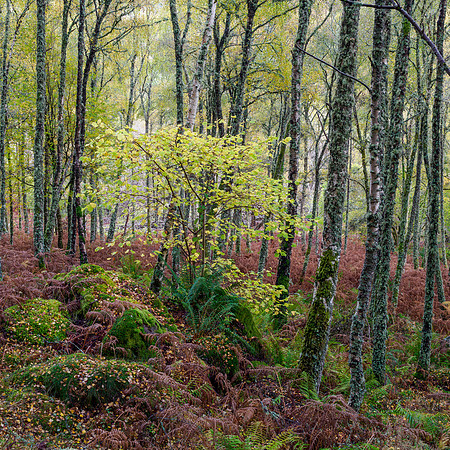 Craigmonie Wood