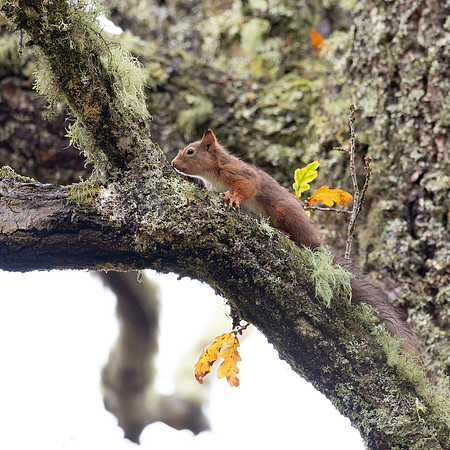 Red Squirrel