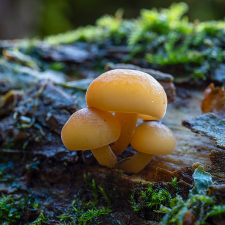 Velvet Shank (Flammulina velutipes)