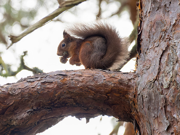 Red Squirrel