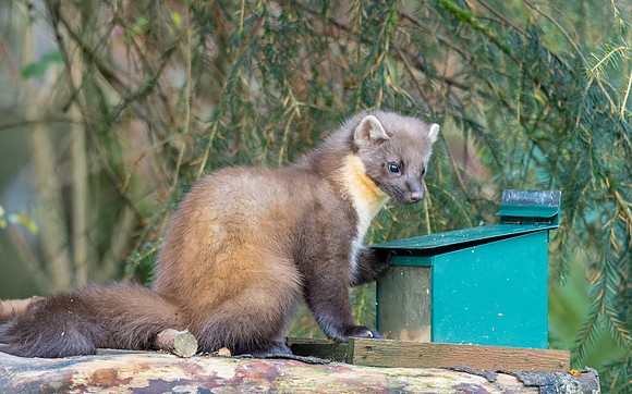 Pine Marten