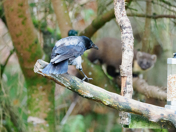 Pine Marten