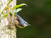 2025-08 Garden Nuthatch