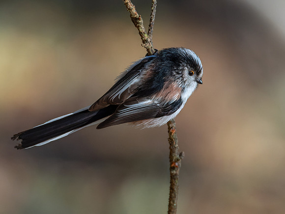 Long-tailed Tit