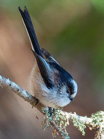 Long-tailed Tit