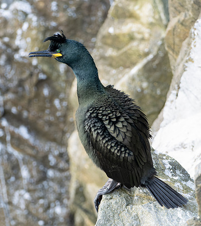 Common Shag (Gulosus aristotelis)