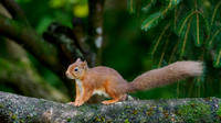 Red Squirrel (Sciurus vulgaris)