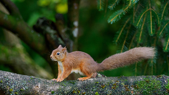 Red Squirrel (Sciurus vulgaris)