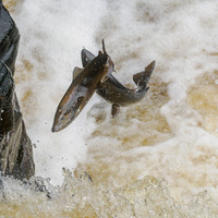 Trying, but Failing