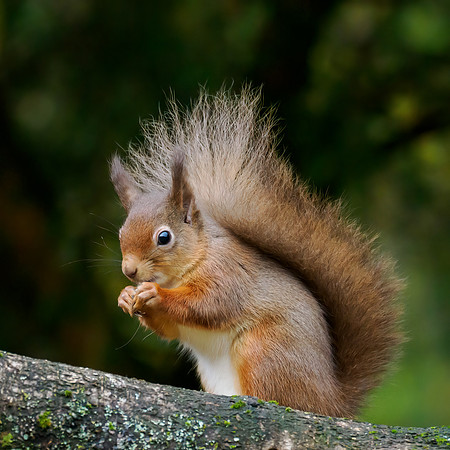 Red Squirrel (Sciurus vulgaris)