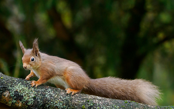 Red Squirrel (Sciurus vulgaris)