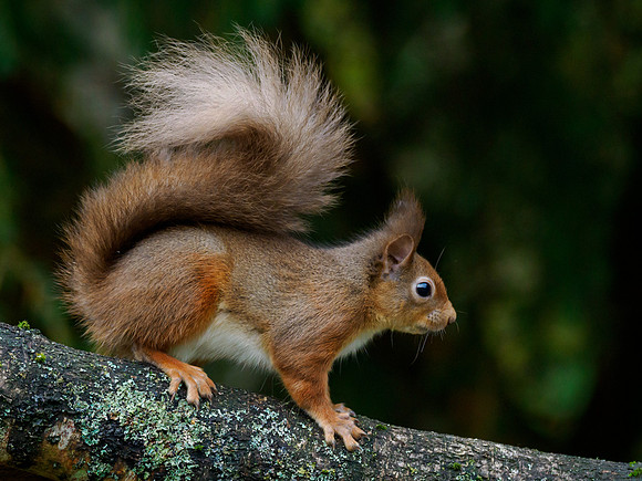 Red Squirrel (Sciurus vulgaris)