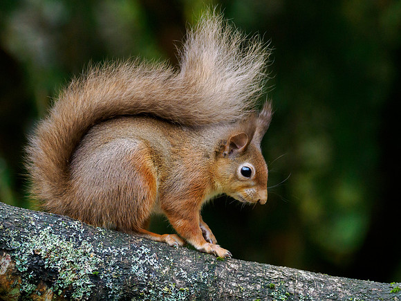 Red Squirrel (Sciurus vulgaris)