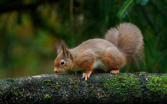 Red Squirrel (Sciurus vulgaris)
