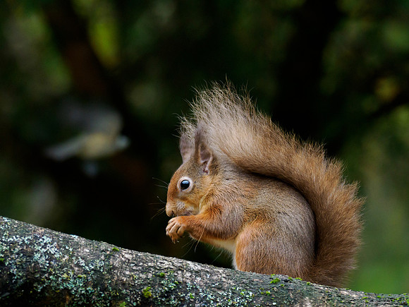 Red Squirrel (Sciurus vulgaris)