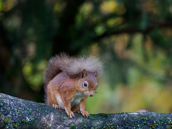 Red Squirrel (Sciurus vulgaris)