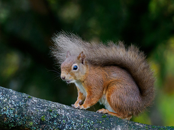 Red Squirrel (Sciurus vulgaris)