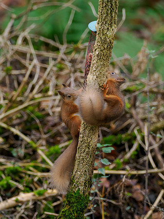 Red Squirrel (Sciurus vulgaris)