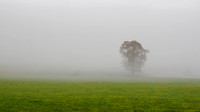 Misty Woodland