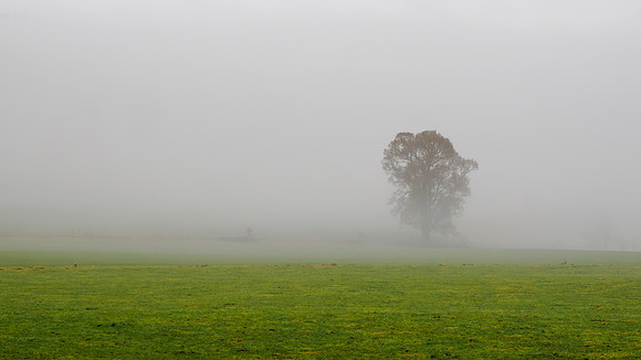 Misty Woodland