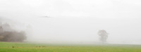Misty Woodland