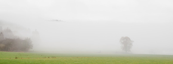 Misty Woodland