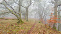 Misty Woodland