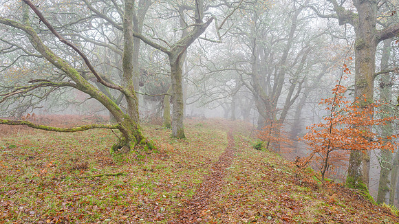 Misty Woodland