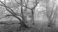 Misty Woodland
