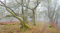 Misty Woodland