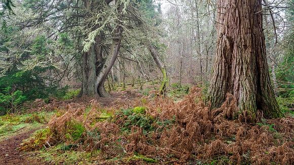 Land of the Giants