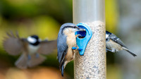 Garden Nuthatch