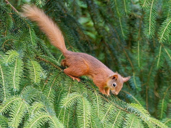 Red Squirrel