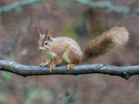 Red Squirrel