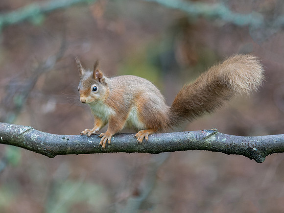 Red Squirrel
