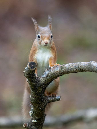 Red Squirrel