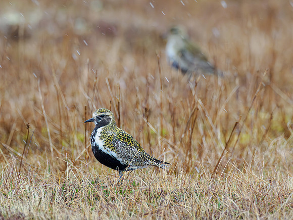 Plover in the Rain