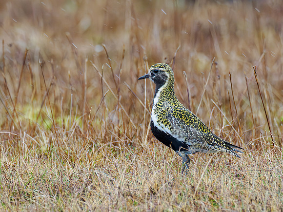 Plover in the Rain
