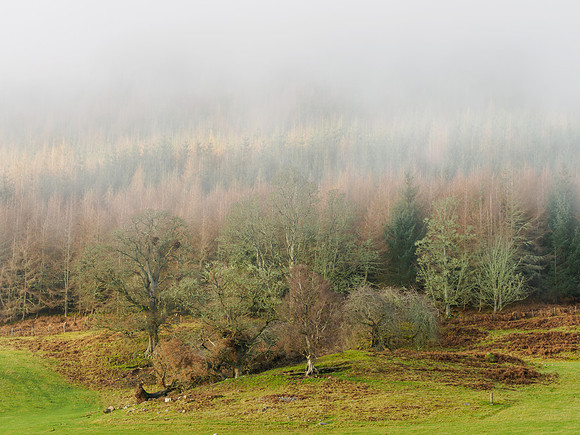 Trees and Mist