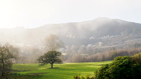Trees and Mist