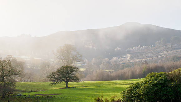 Trees and Mist