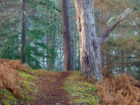 Trees, Mist and a Hint of Sunlight