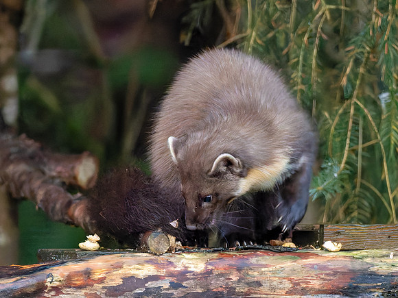 Pine Marten