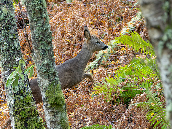 Roe Buck