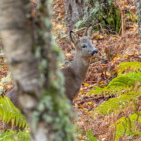 Roe Buck