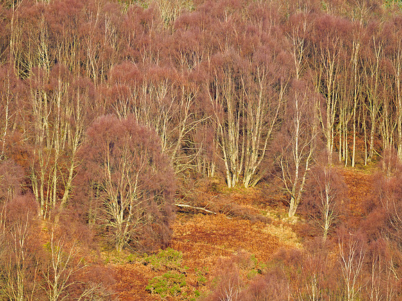 Beautiful Birches