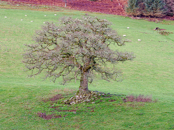 Isolated Oak
