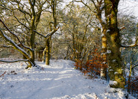 Wintery Woodland